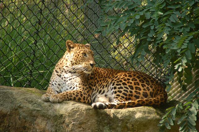 dierentuin emmen_0952